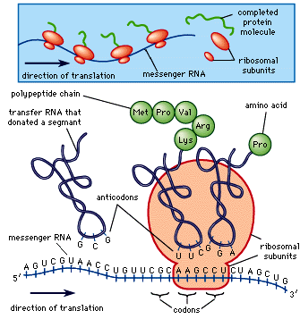 protein synthesis