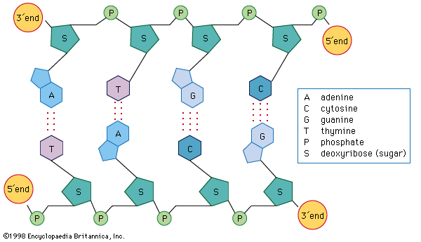 structure of DNA